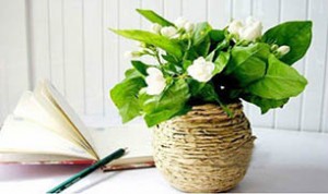 Diy Jar Flowerpot