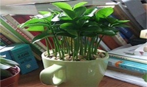 Easy And Beautiful Bonsai