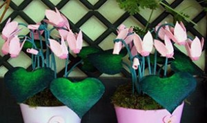 Very Beautiful Bonsai