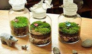 Cool Bonsai Idea