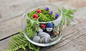 Beautiful Mini Bonsai
