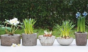 Great Bonsai Idea