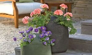 Easy And Beautiful Bonsai Ideas