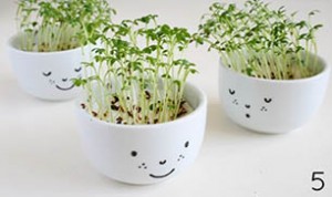 Cute Bonsai