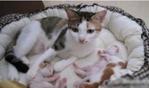 Diy Pet Bed