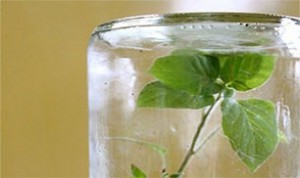 Beautiful Jar Bonsai