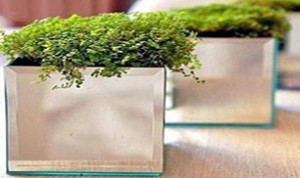 Easy And Beautiful Bonsai