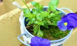 So Beautiful Bonsai