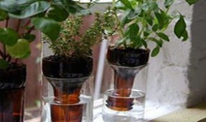 Diy Beautiful Bottle Bonsai
