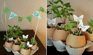 Diy Cute Egg Bonsai