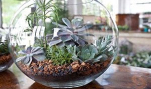 Cool Bonsai Idea