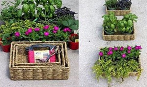 Beautiful Basket Bonsai