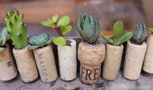 Diy Cute Mini Bonsai