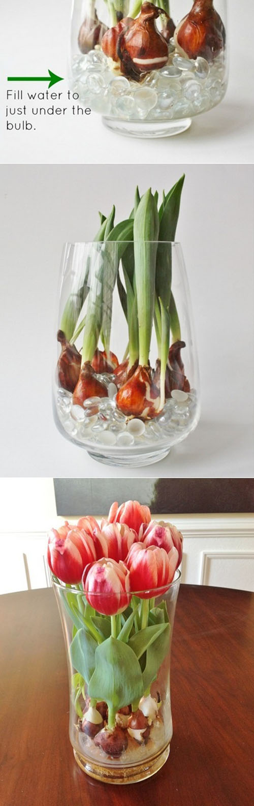 Forcing tulip bulbs in water11.