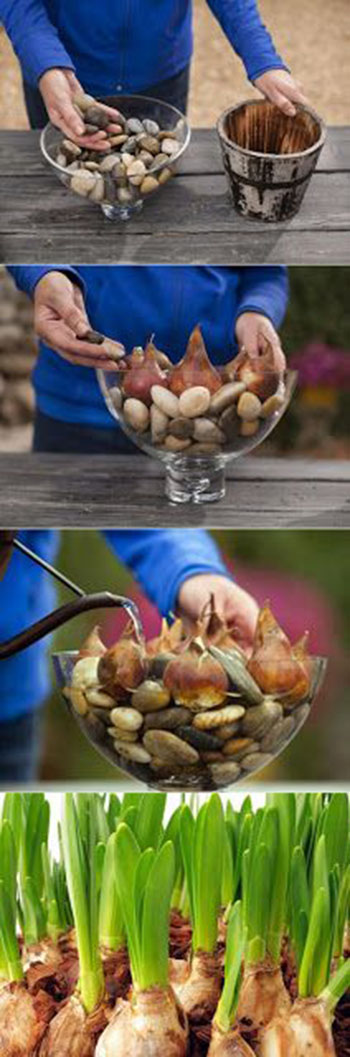 How To Grow Flower Bulbs In Water11